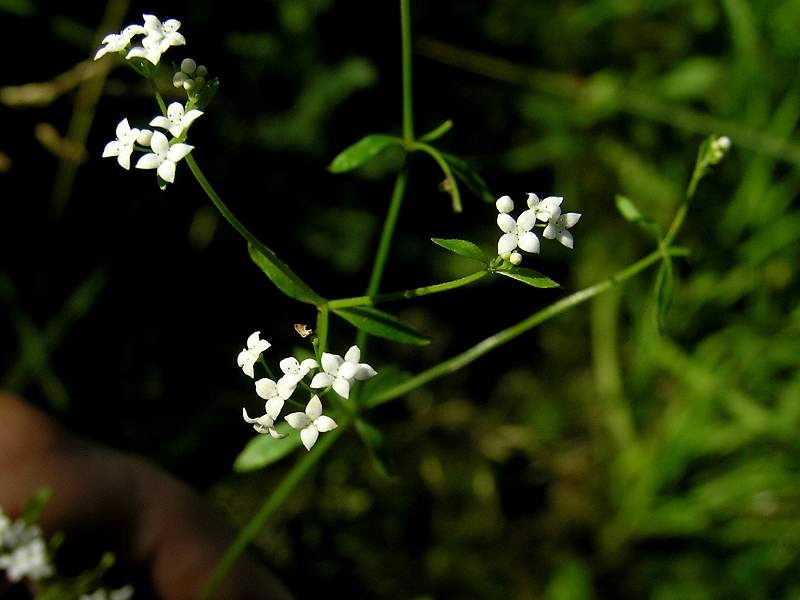 Galium palustre (door Grada Menting)