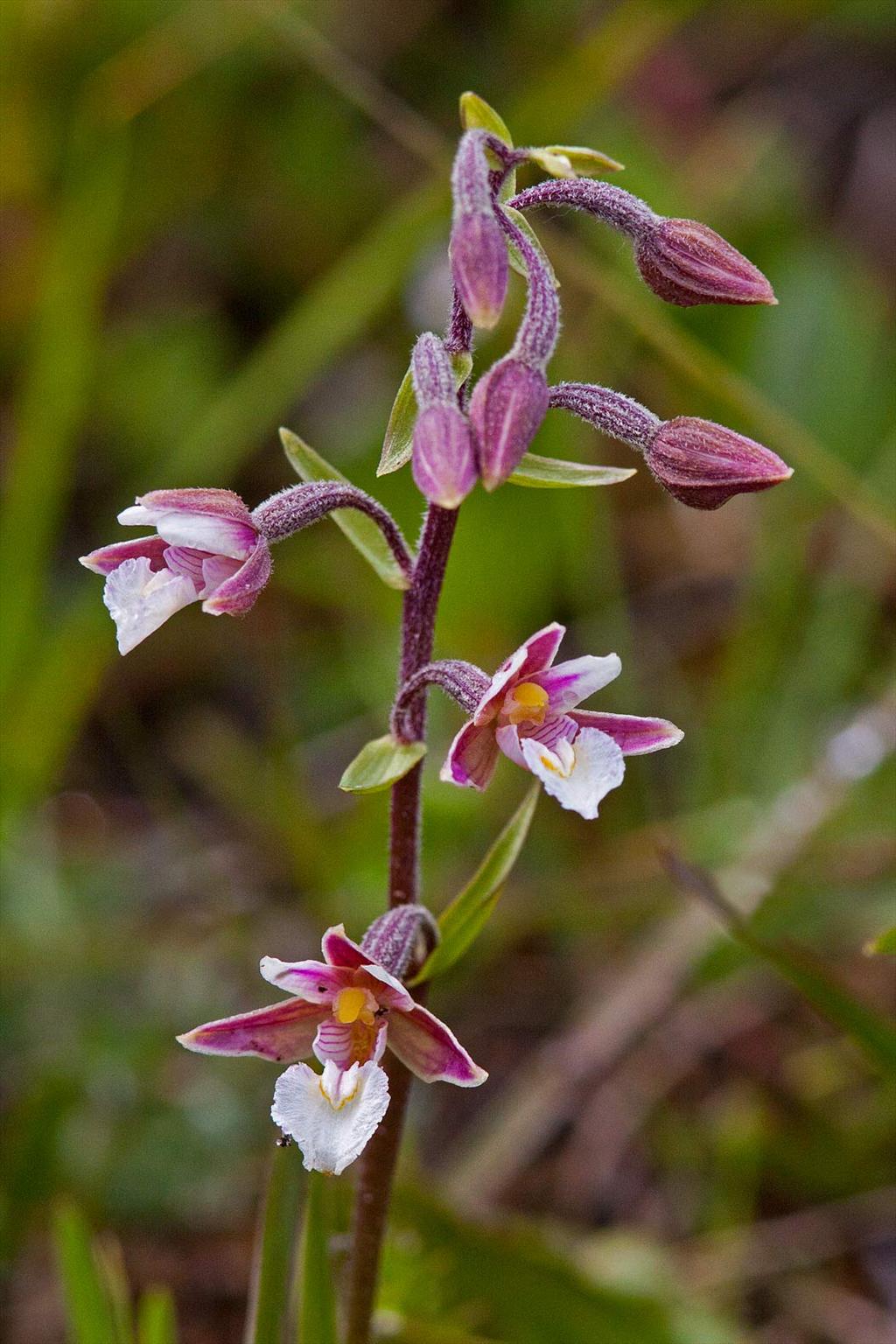 Epipactis palustris (door John Breugelmans)