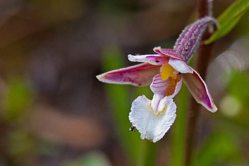 Epipactis palustris (door John Breugelmans)