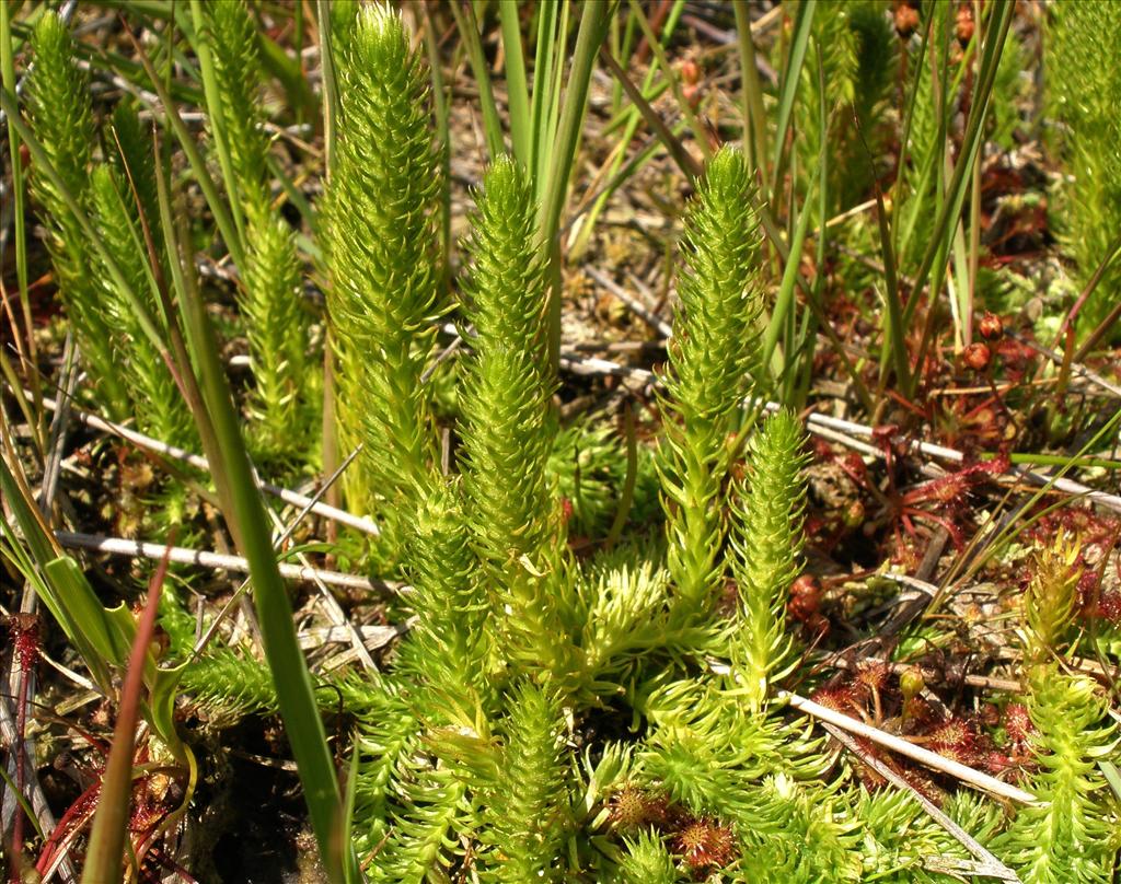 Lycopodiella inundata (door Bert Verbruggen)