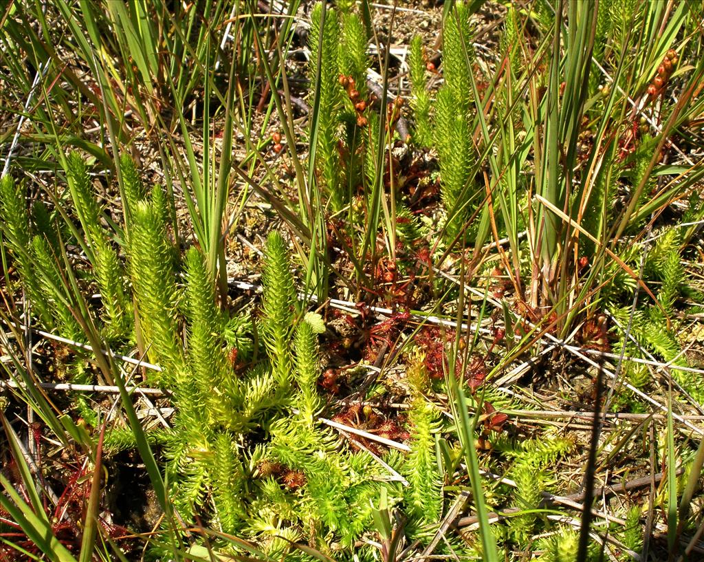 Lycopodiella inundata (door Bert Verbruggen)