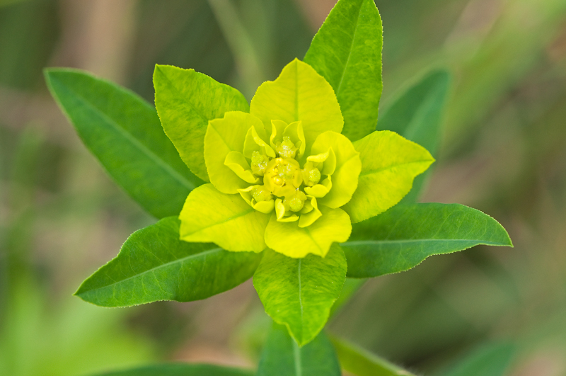 Euphorbia palustris (door Wijnand van Buuren)