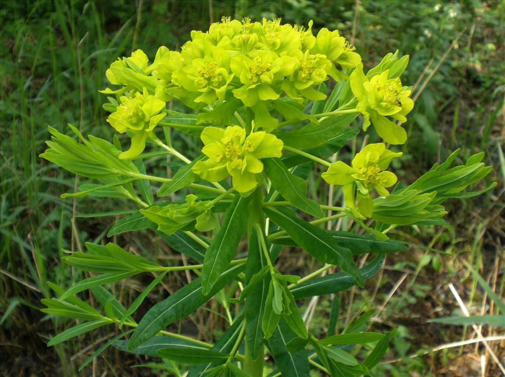 Euphorbia palustris (door Bert Verbruggen)