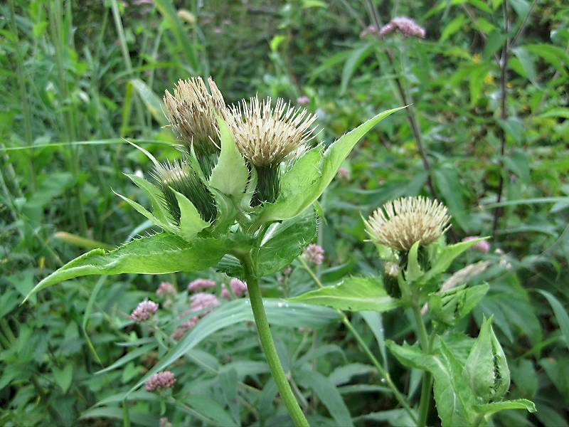 Cirsium oleraceum (door Grada Menting)