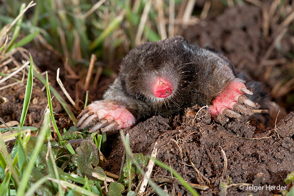 Talpa europaea (door Jelger Herder)