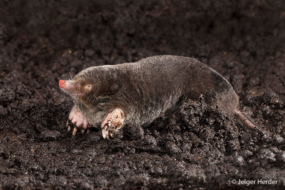 Talpa europaea (door Jelger Herder)