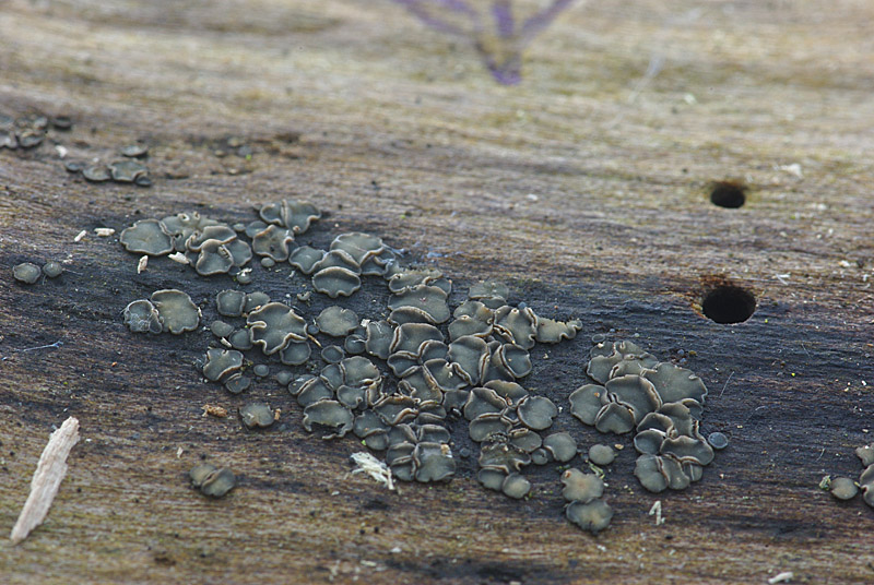 Mollisia cinerea (door Hans Adema)