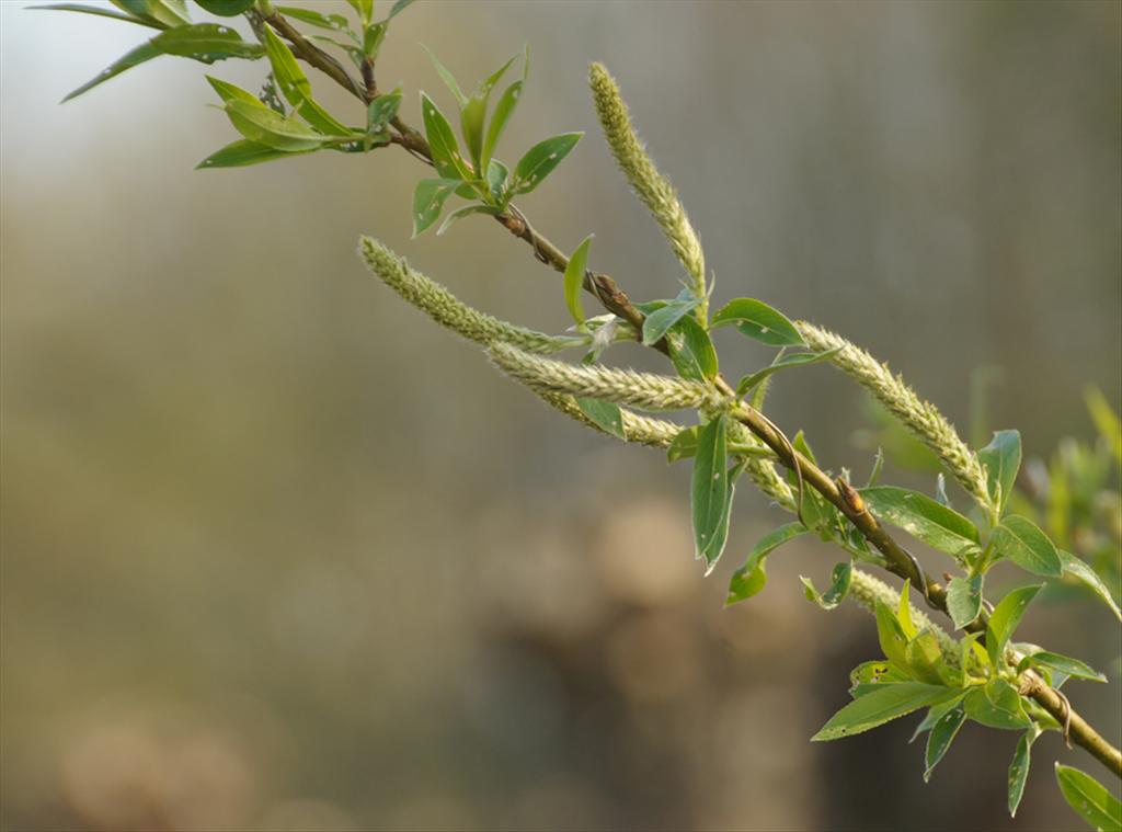 Salix x mollissima (door Theo Muusse)