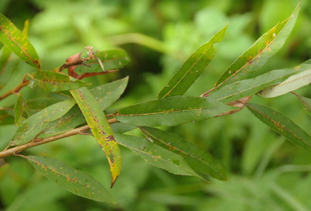 Salix x mollissima (door Theo Muusse)