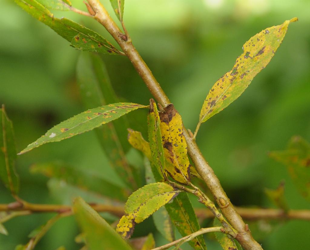 Salix x mollissima (door Theo Muusse)