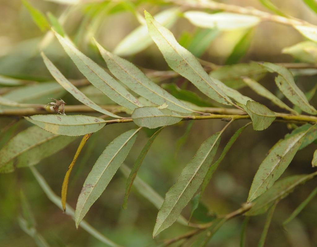 Salix x mollissima (door Theo Muusse)