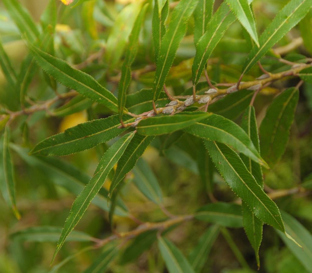 Salix x mollissima (door Theo Muusse)
