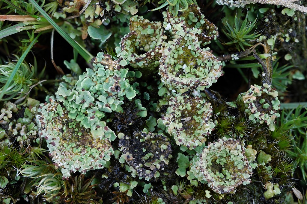 Cladonia monomorpha (door Arjan de Groot)