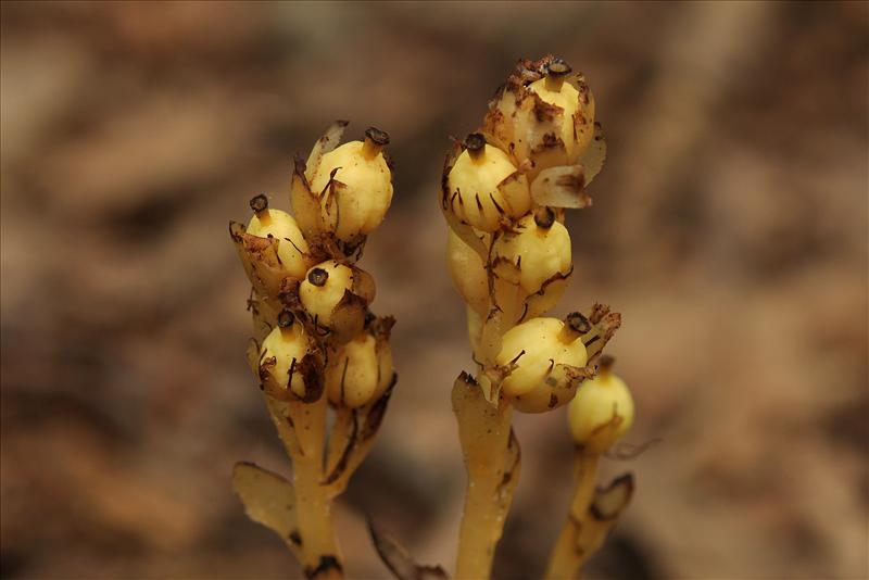 Monotropa hypopitys (door Willie Riemsma)