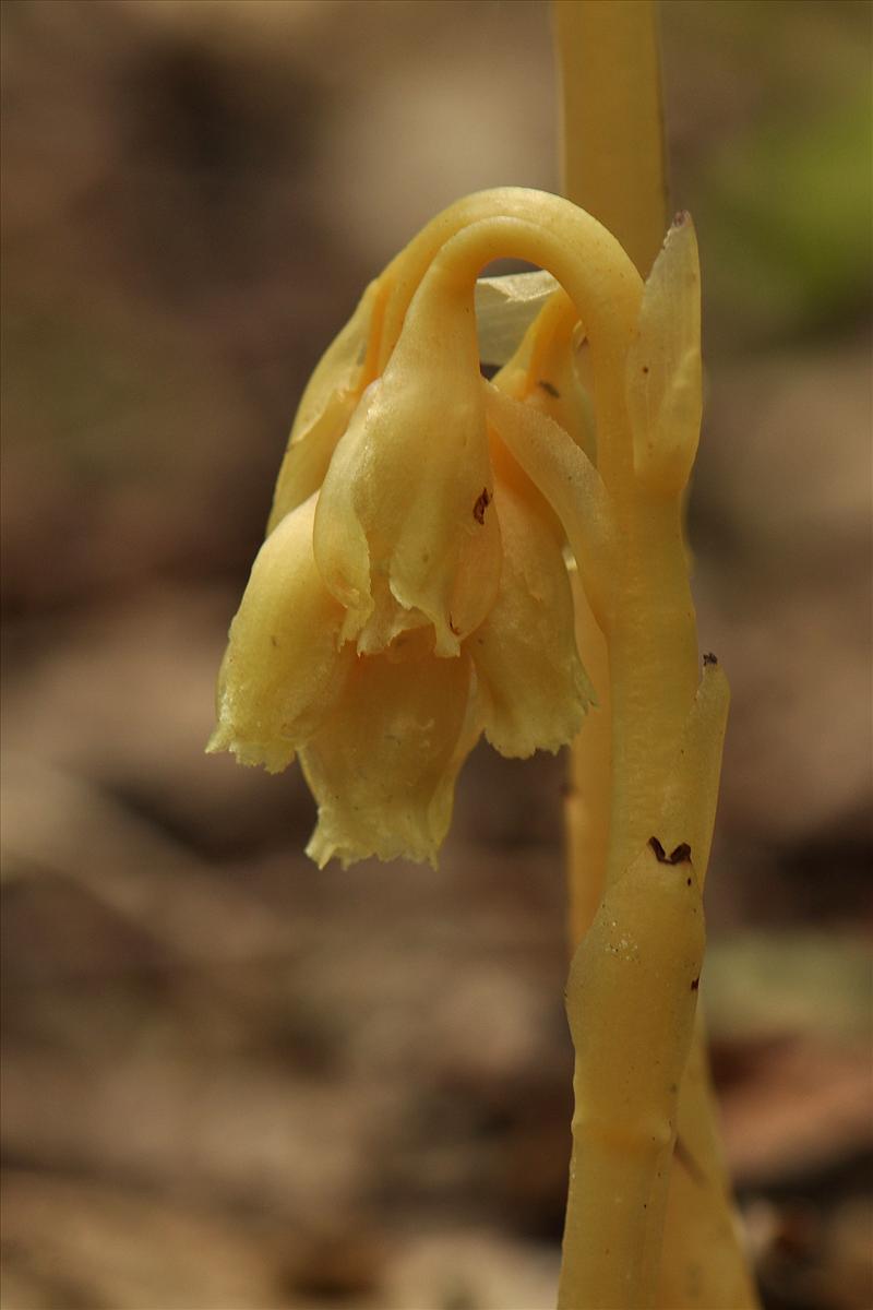 Monotropa hypopitys (door Willie Riemsma)