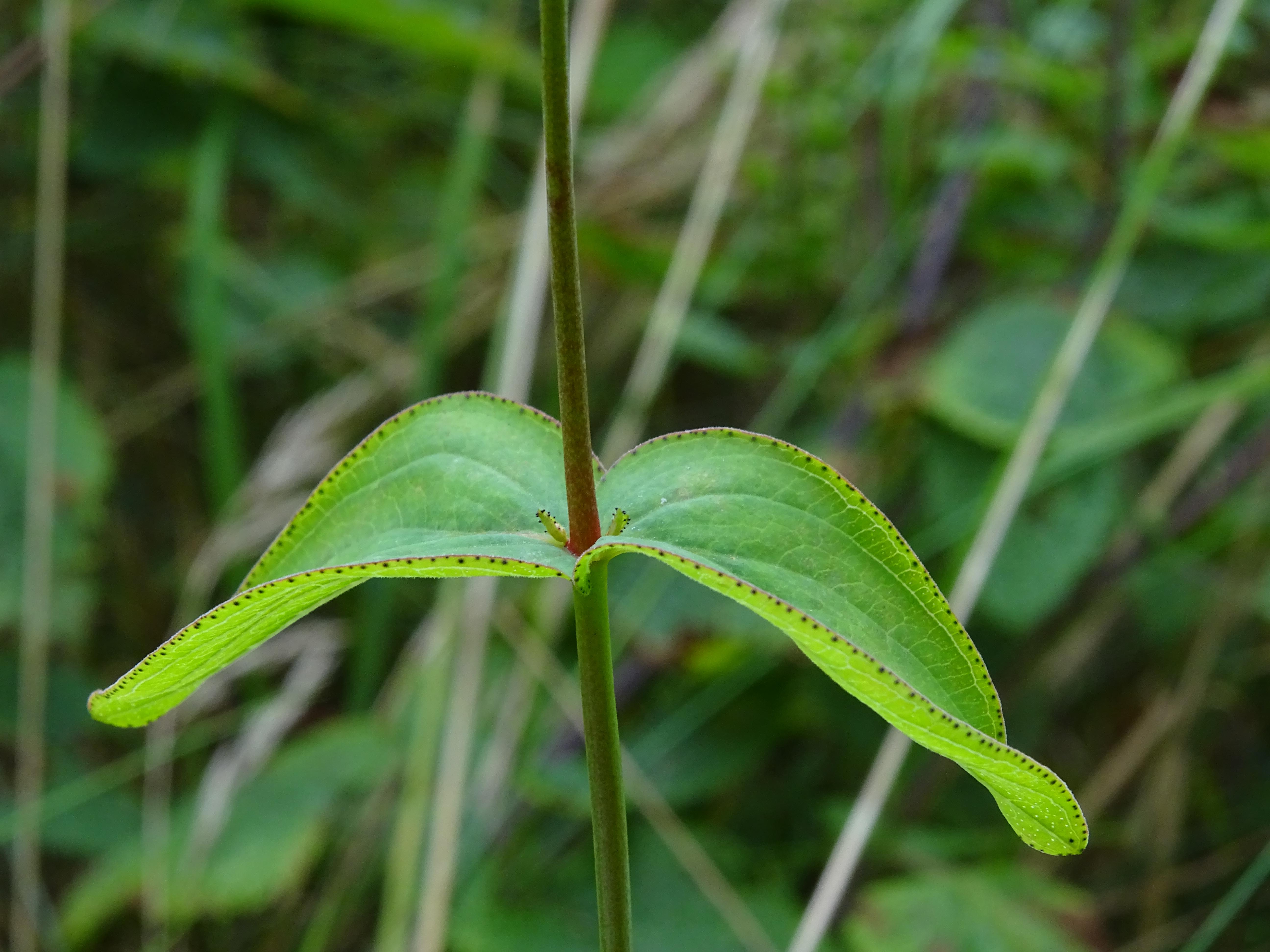 Hypericum montanum (door Lieuwe Haanstra)
