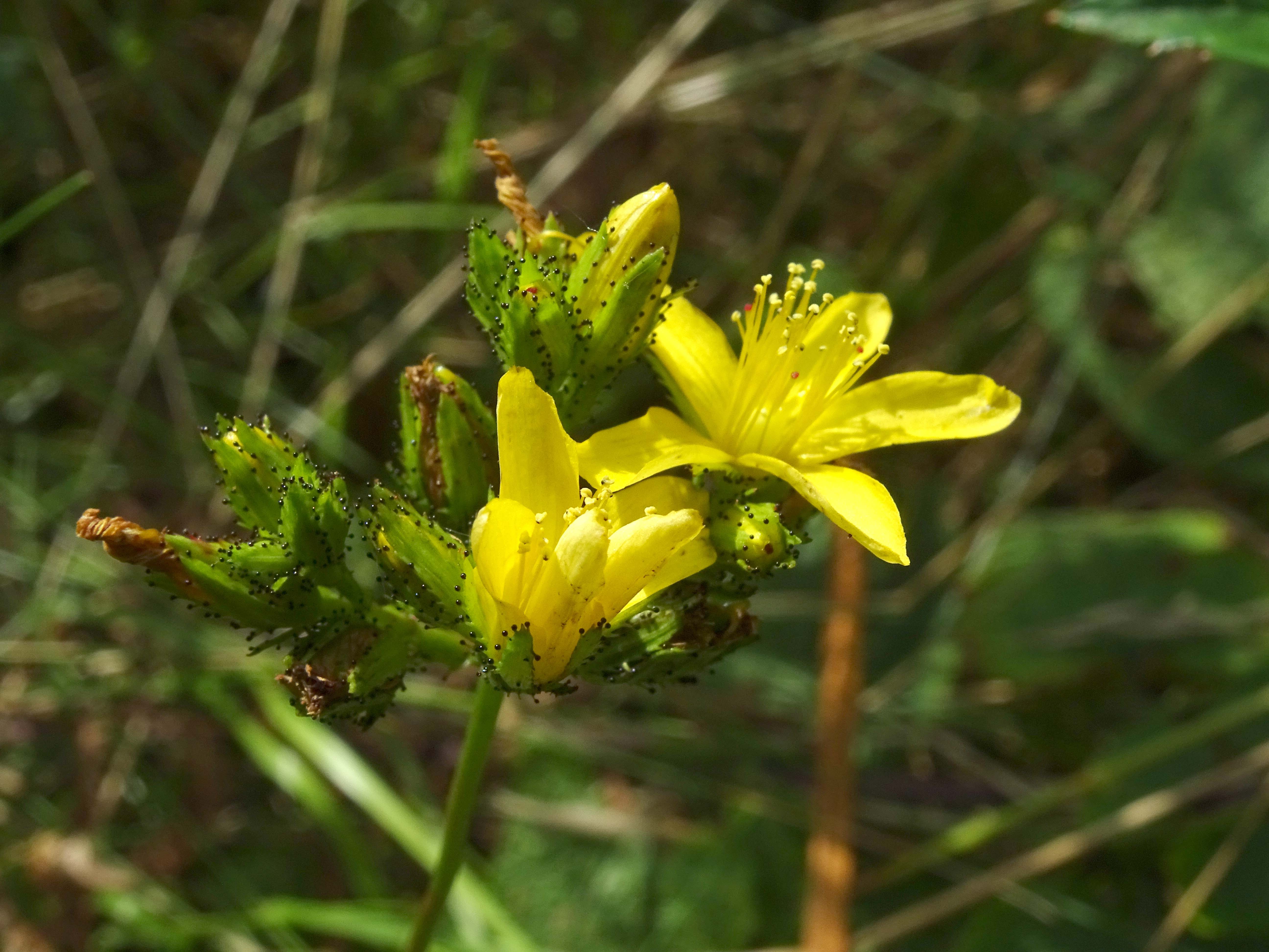 Hypericum montanum (door Lieuwe Haanstra)