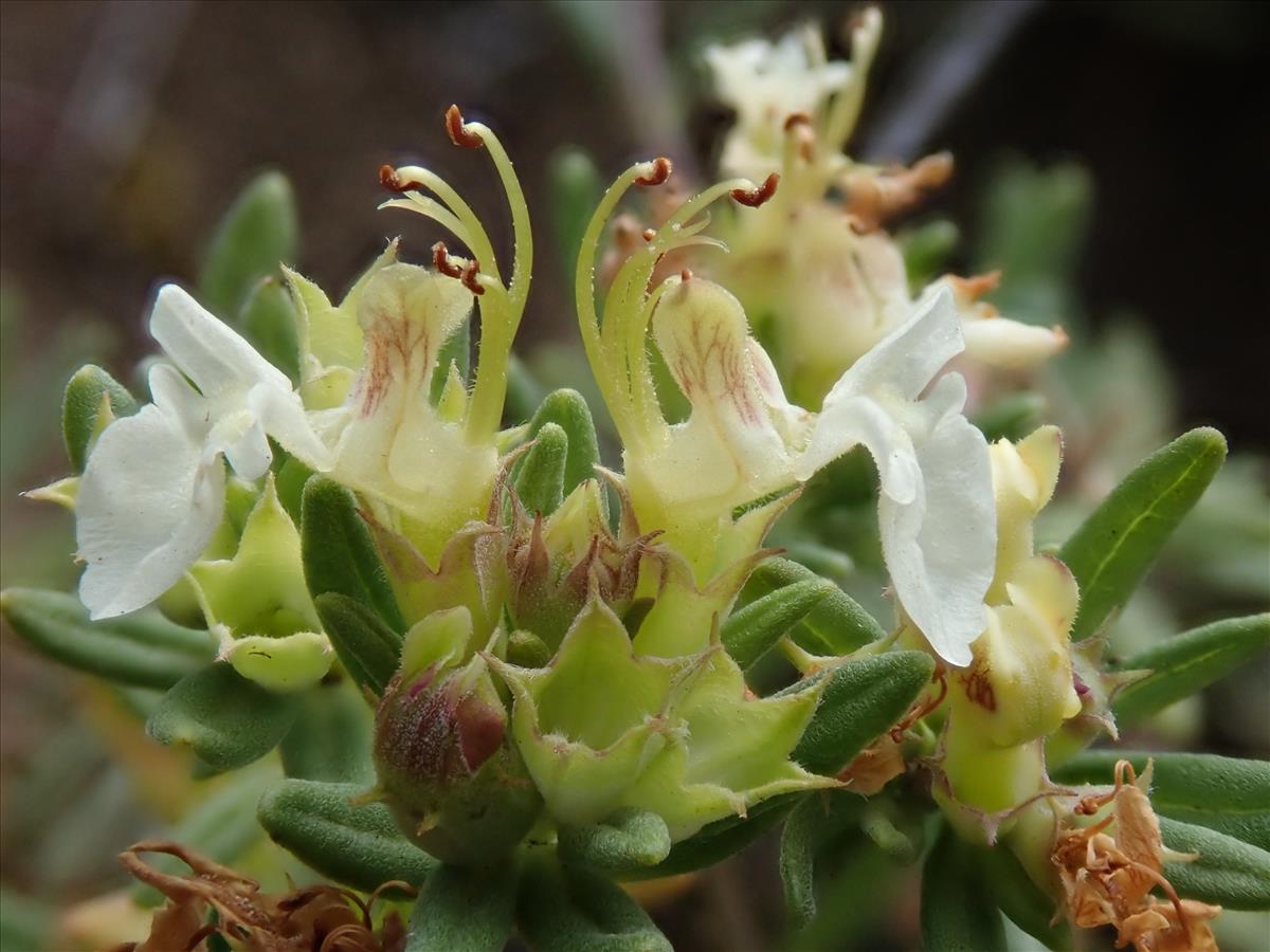 Teucrium montanum (door Lieuwe Haanstra)