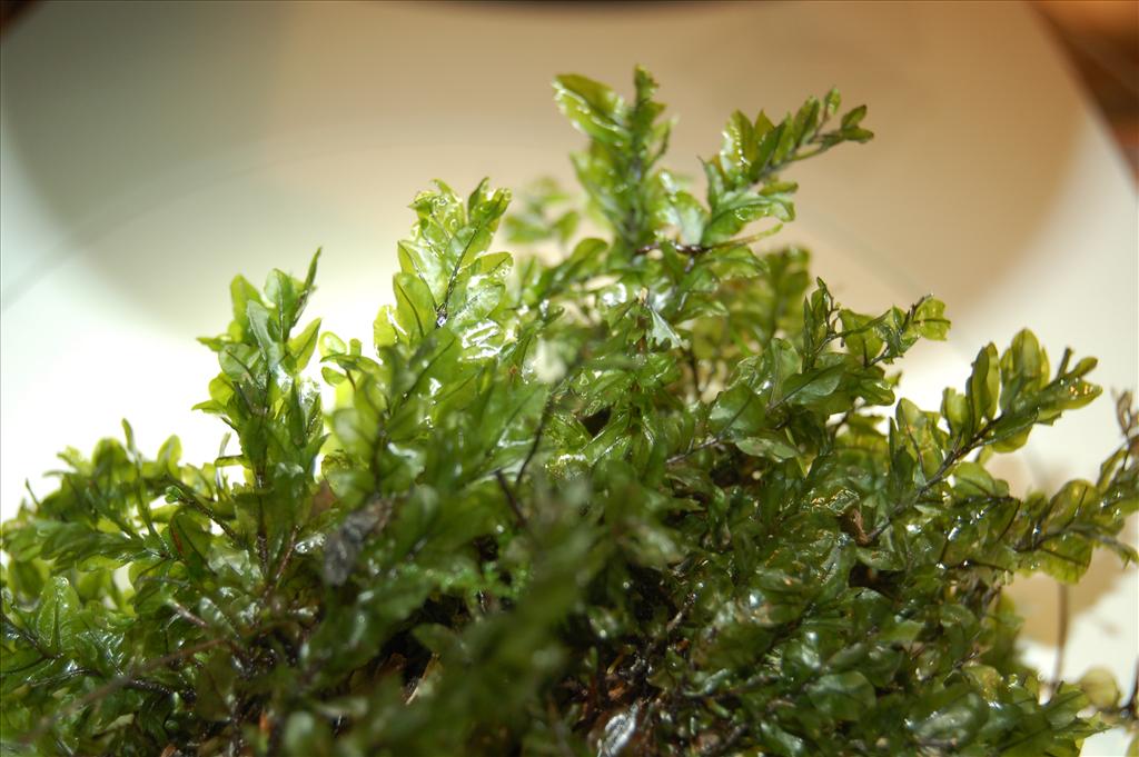 Pseudobryum cinclidioides (door Rudi Zielman)