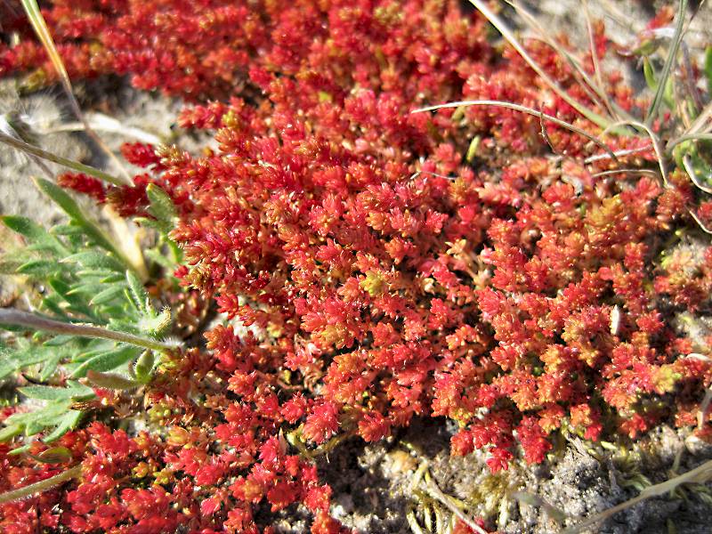 Crassula tillaea (door Grada Menting)