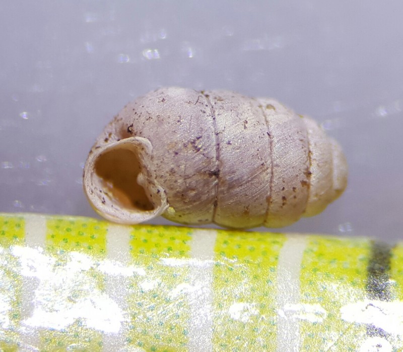 Pupilla muscorum (door Maarten Langbroek)