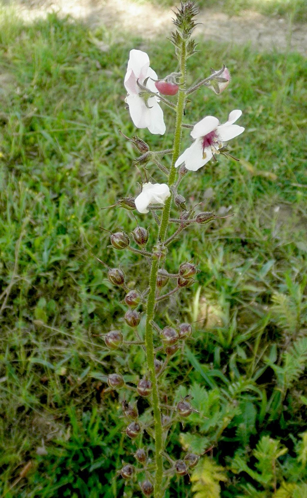 Verbascum blattaria (door Bert Verbruggen)