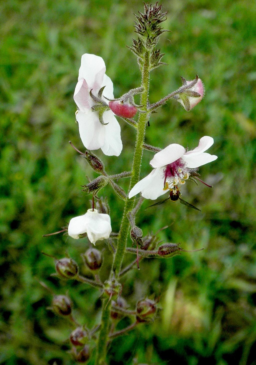 Verbascum blattaria (door Bert Verbruggen)