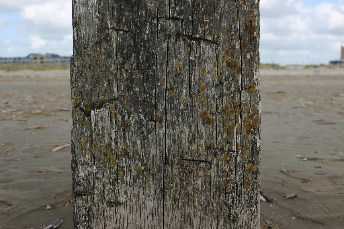 Flavoplaca maritima (door Arjan de Groot)