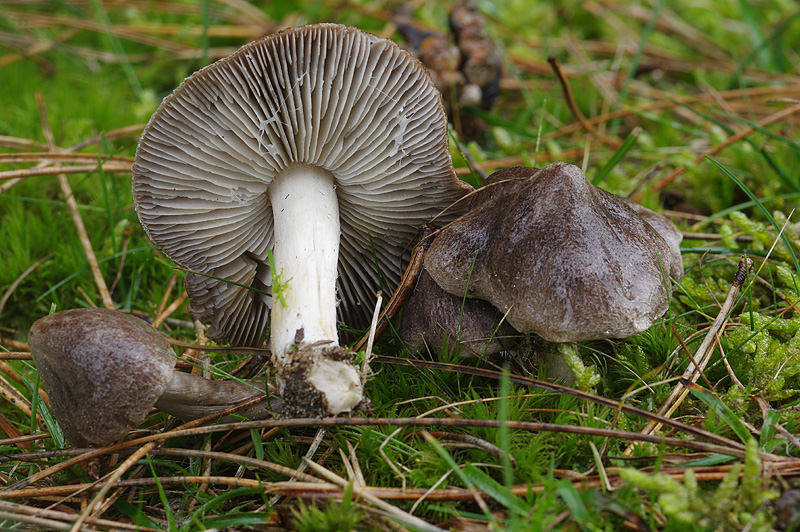 Tricholoma terreum (door Hans Adema)