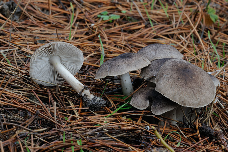 Tricholoma terreum (door Kik van Boxtel)