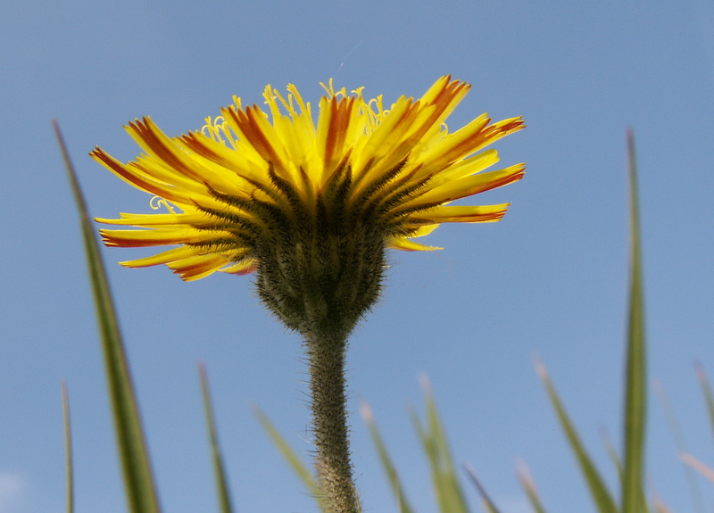 Pilosella officinarum (door Han Beeuwkes)