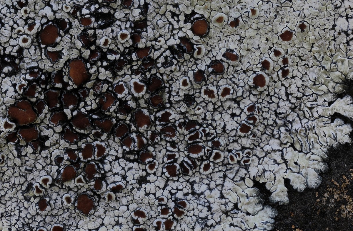 Lecanora muralis (door Arjan de Groot)