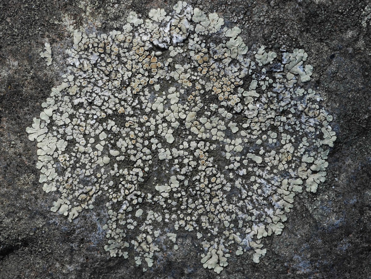 Lecanora muralis (door Arjan de Groot)