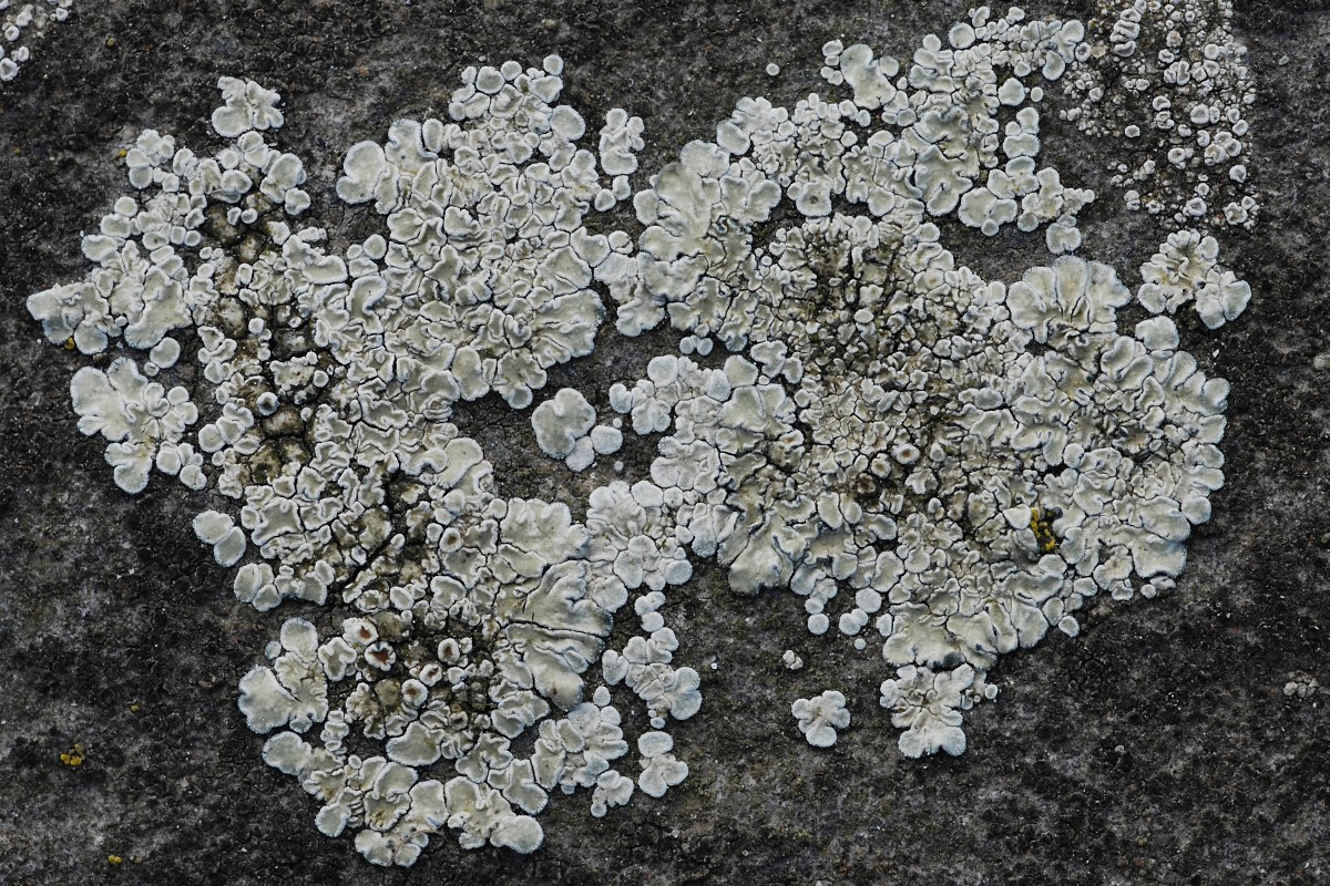 Lecanora muralis (door Arjan de Groot)