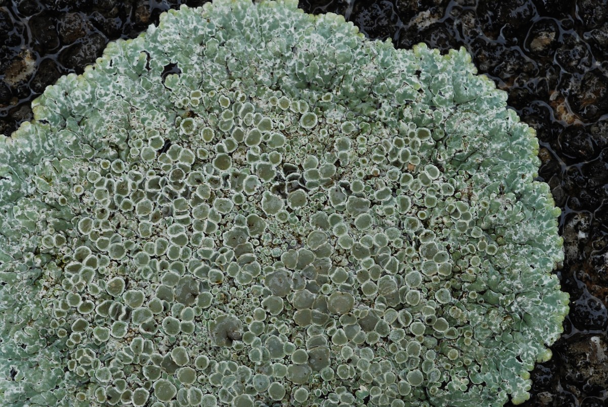 Lecanora muralis (door Arjan de Groot)