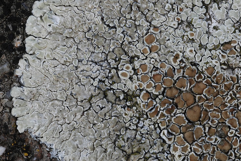 Lecanora muralis (door Arjan de Groot)