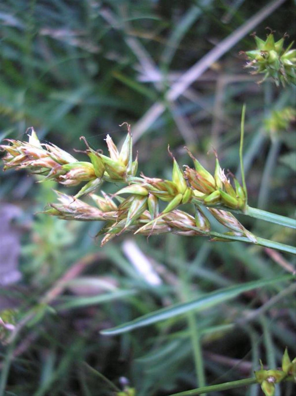 Carex spicata (door Erik Simons)