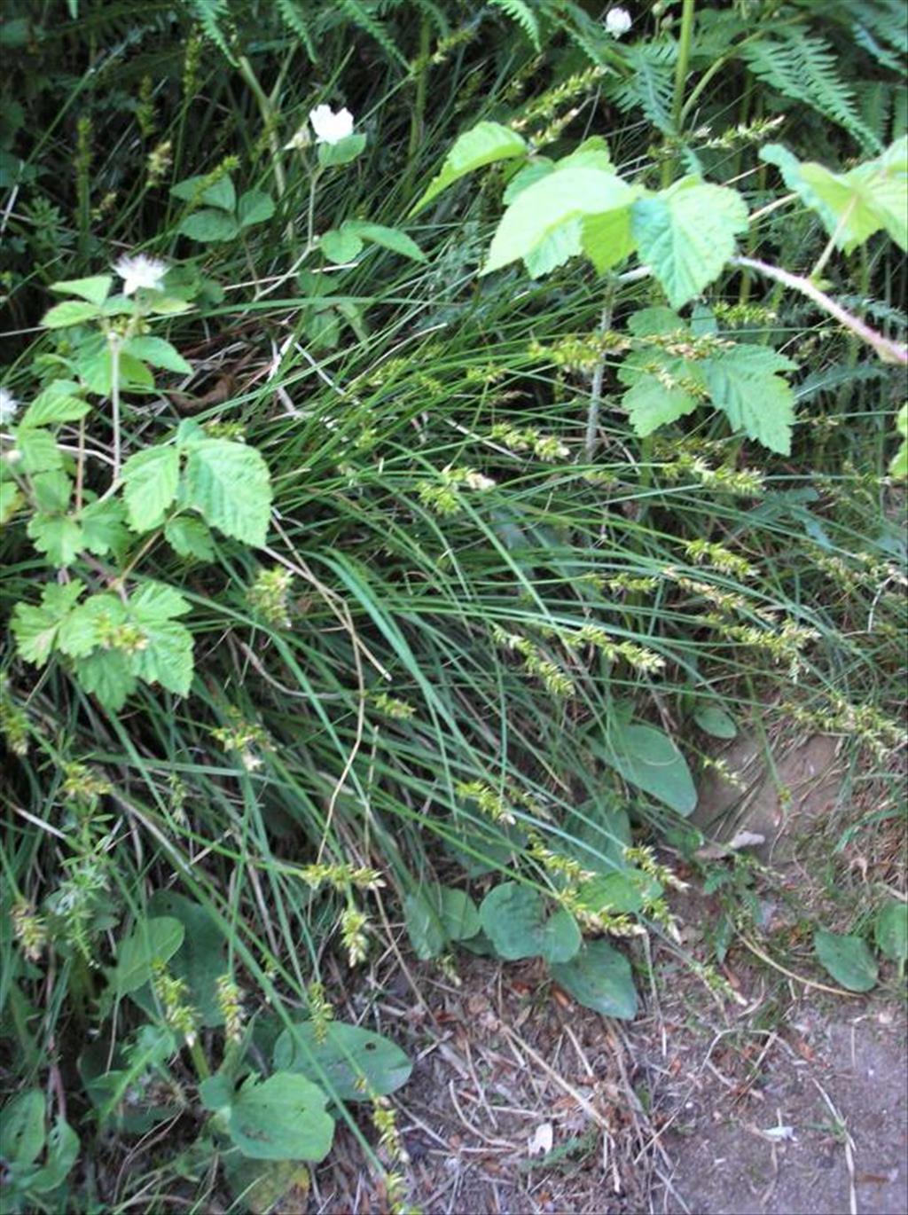 Carex pairae (door Erik Simons)