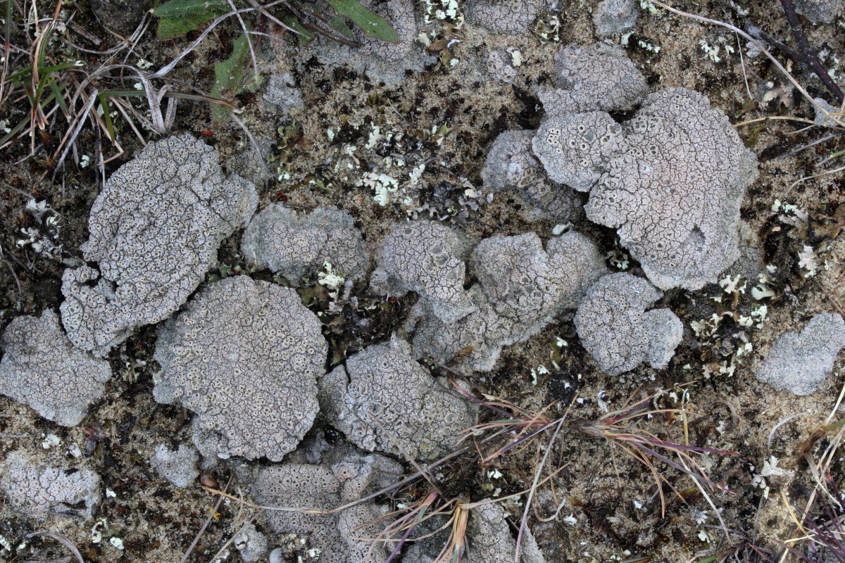 Diploschistes muscorum (door Arjan de Groot)