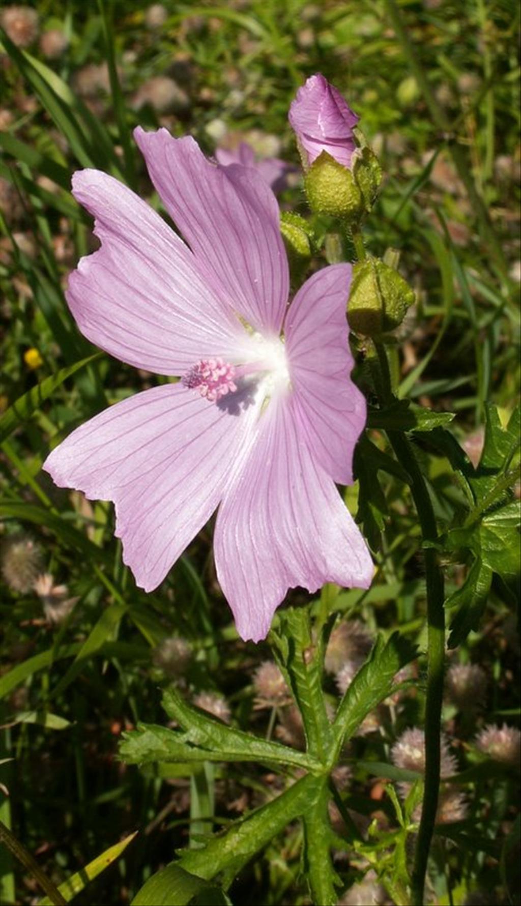 Malva moschata (door Han Beeuwkes)