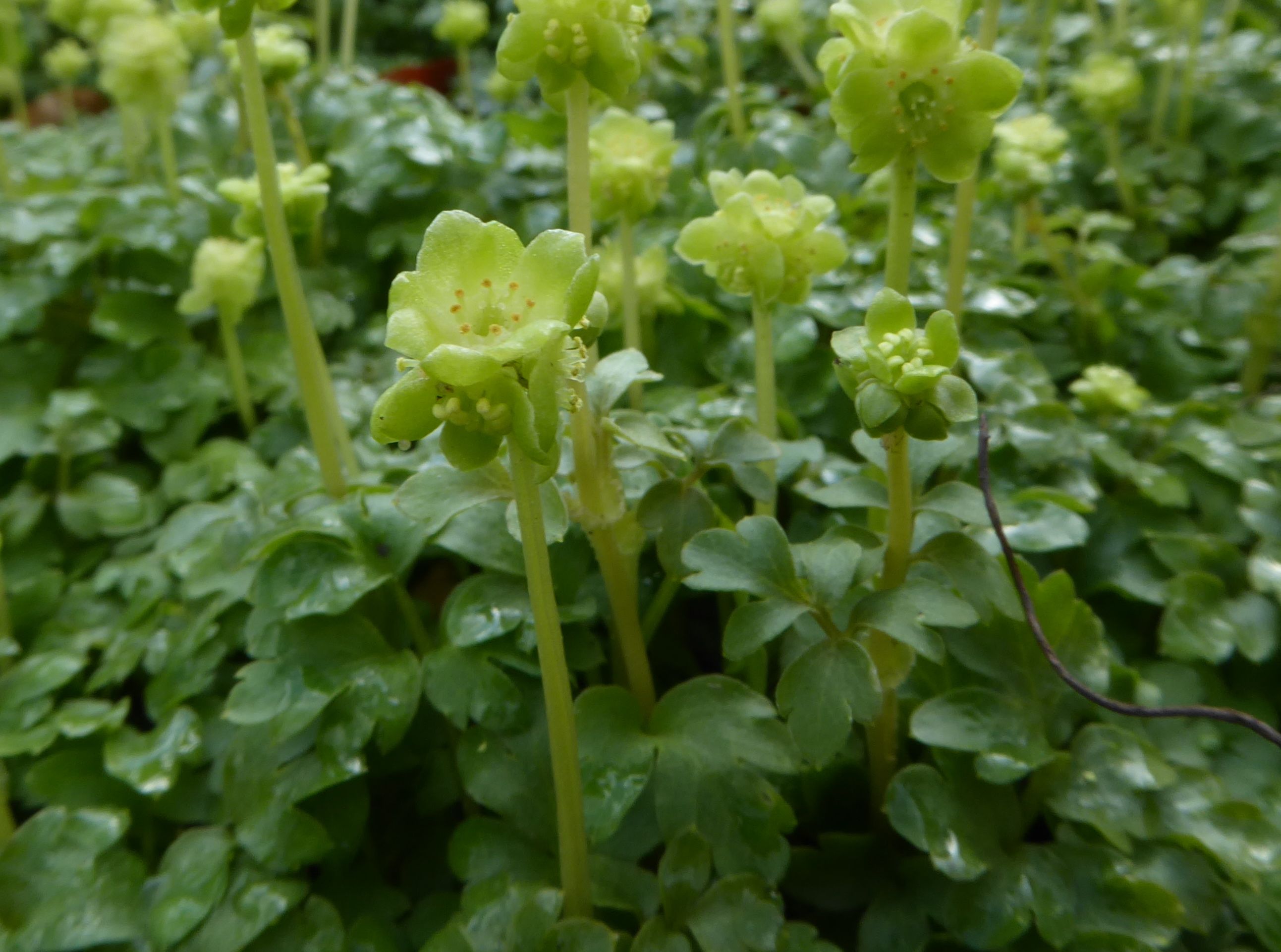 Adoxa moschatellina (door Koen van Zoest)