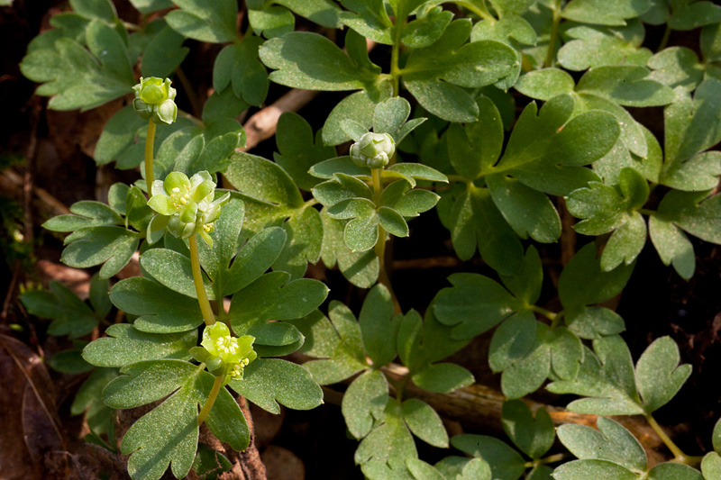 Adoxa moschatellina (door John Breugelmans)