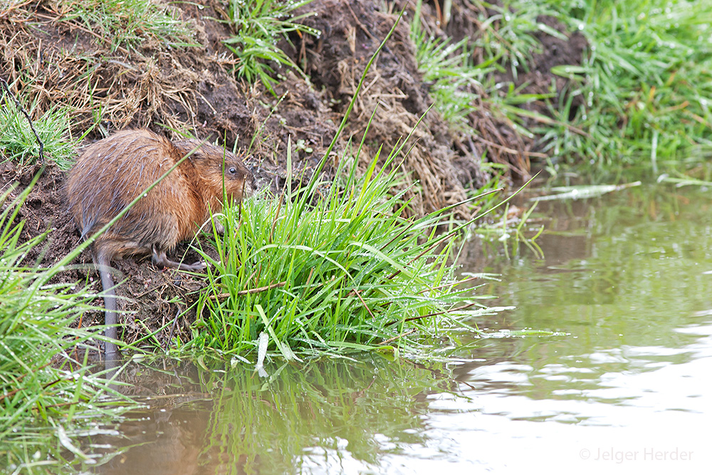 Ondatra zibethicus (door Jelger Herder)