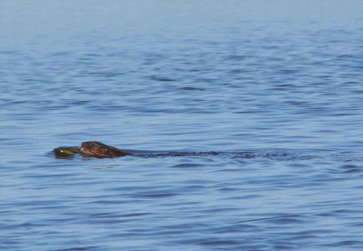 Ondatra zibethicus (door Bas Kers)