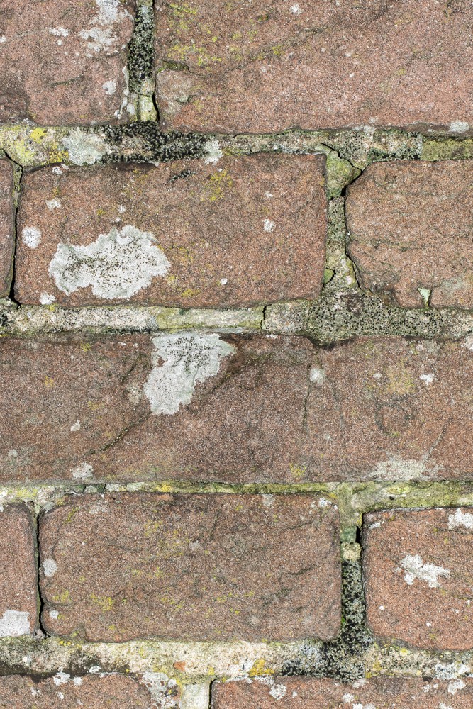 Toniniopsis aromatica (door Jan Eerbeek)