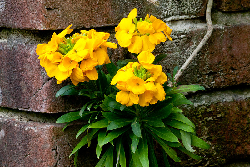 Erysimum cheiri (door John Breugelmans)