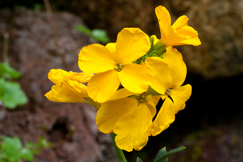 Erysimum cheiri (door John Breugelmans)