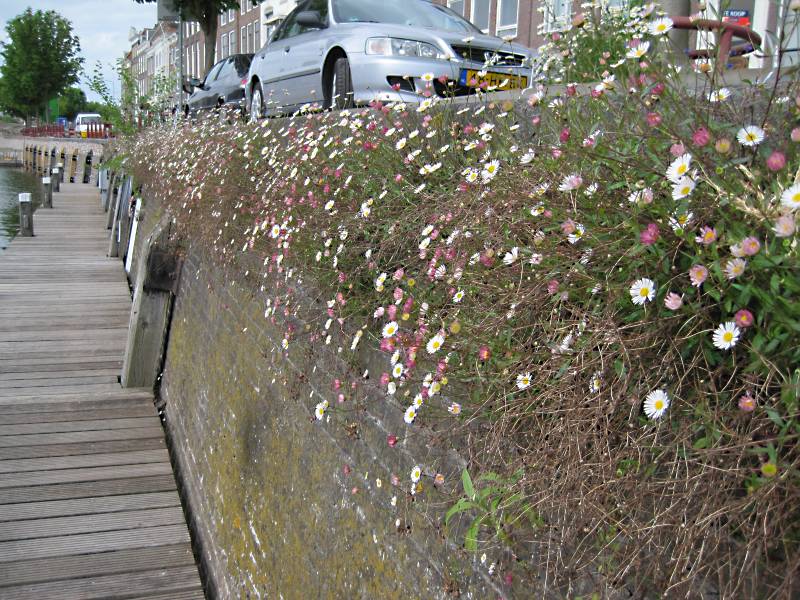 Erigeron karvinskianus (door Grada Menting)