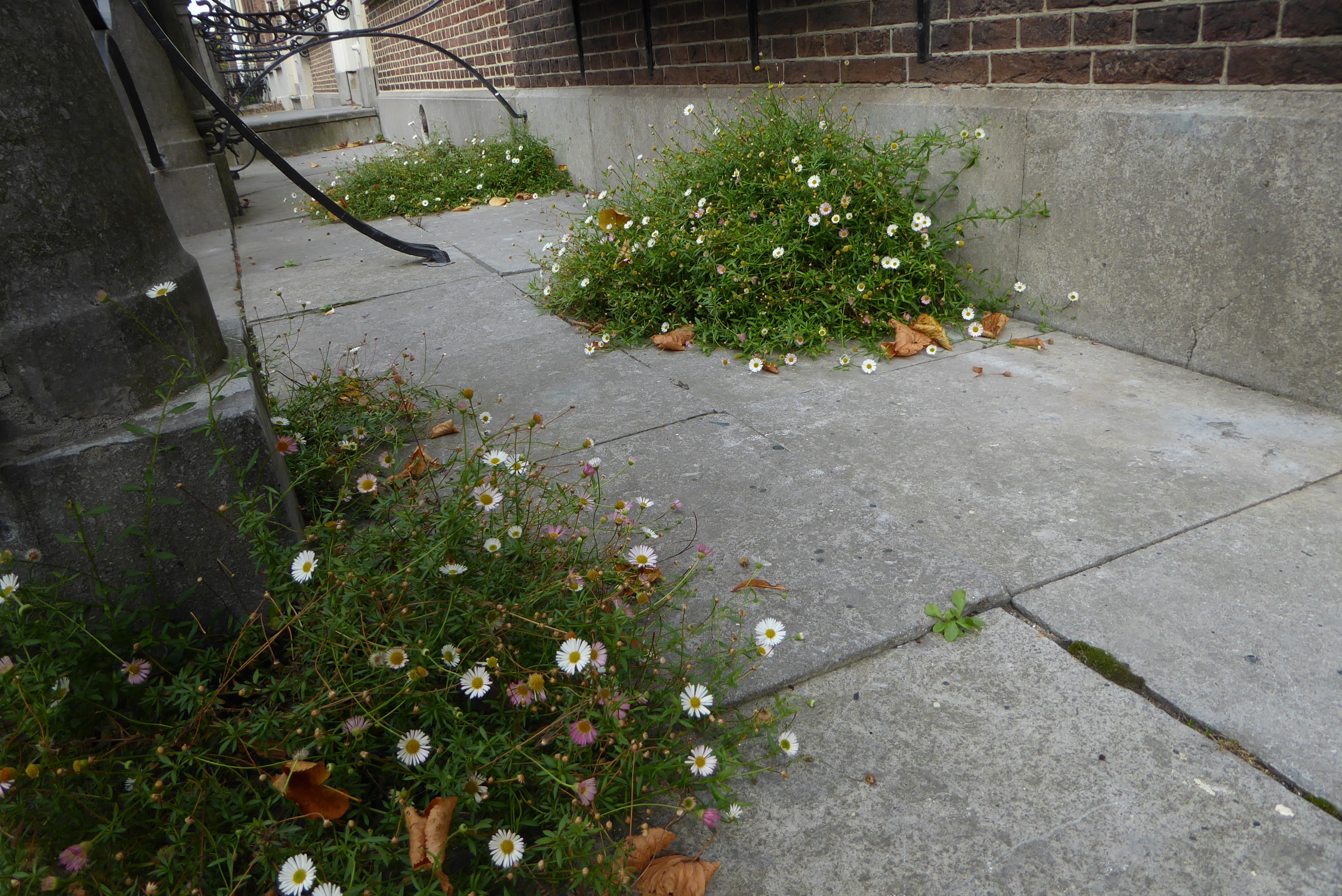 Erigeron karvinskianus (door Koen van Zoest)