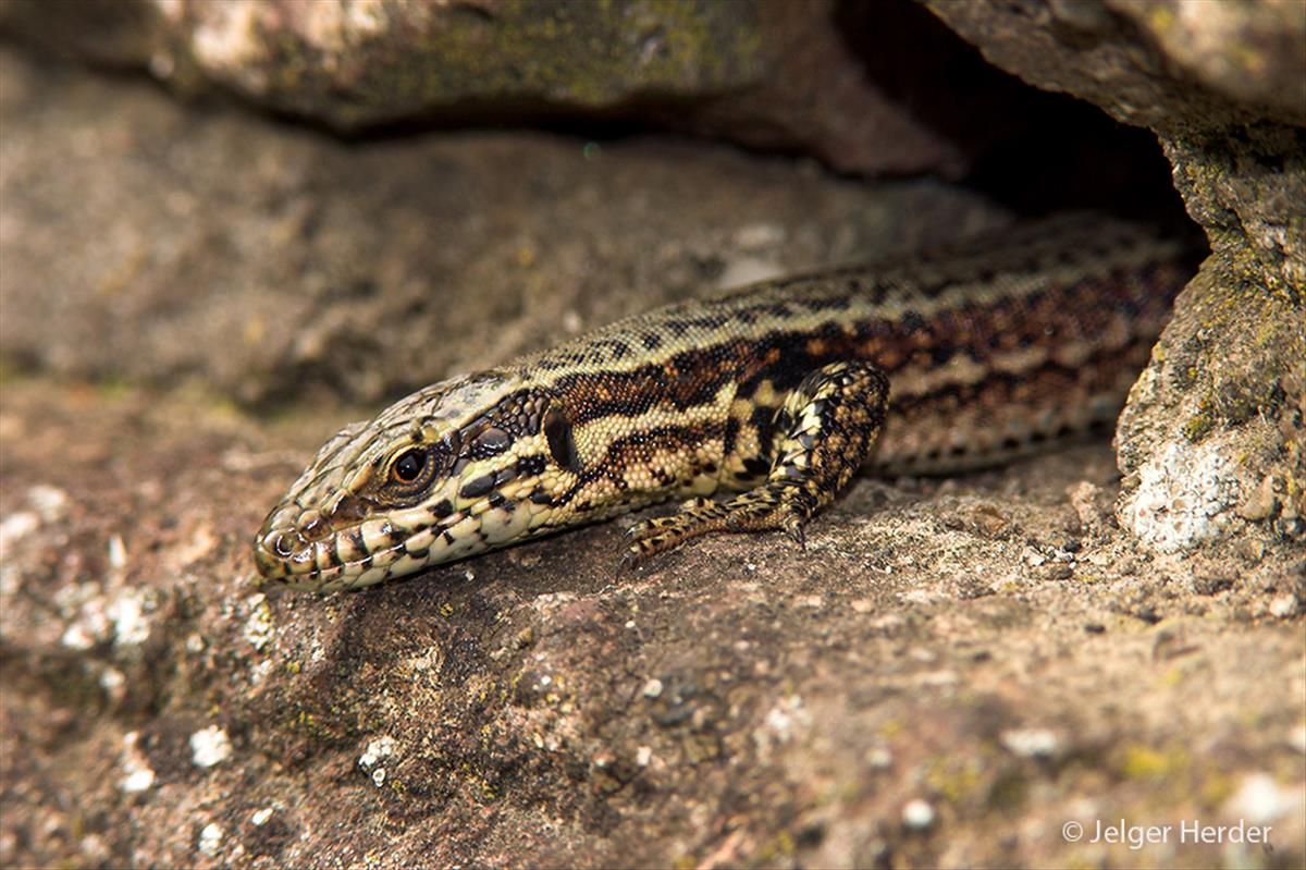 Podarcis muralis (door Jelger Herder)